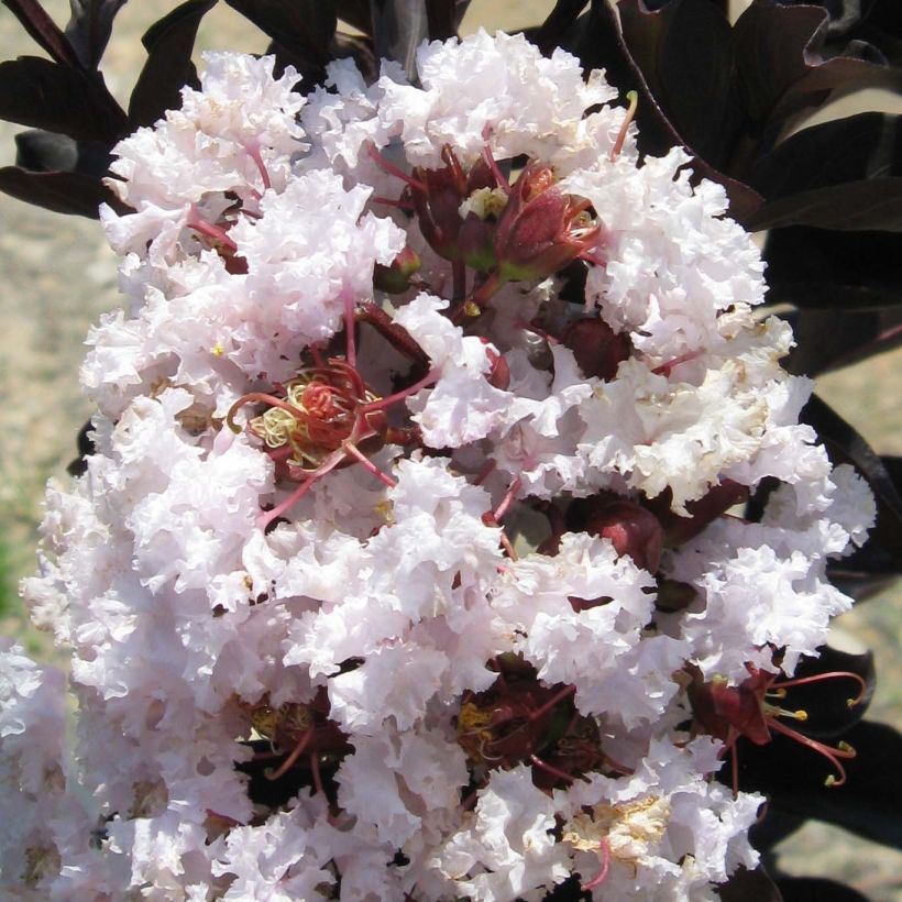 Chinesische Kräuselmyrte Black Solitaire Blush - Lagerstroemia (Flowering)