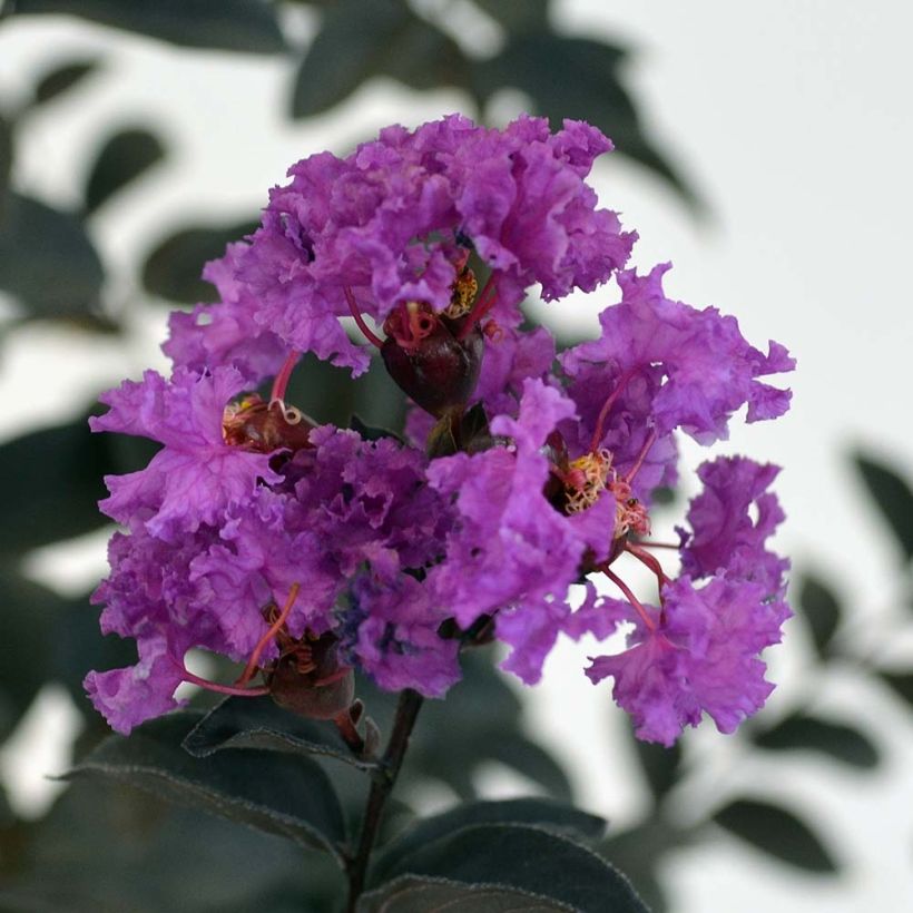 Chinesische Kräuselmyrte Black Solitaire Purely Purple - Lagerstroemia (Flowering)