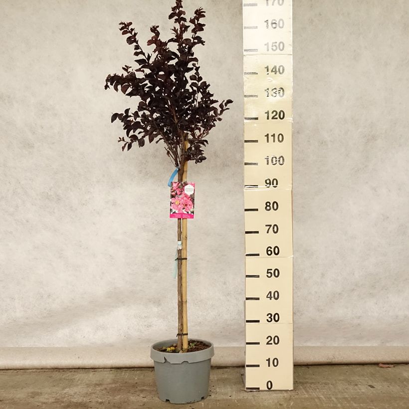 Exemplar von Chinesische Kräuselmyrte Black Solitaire Shell Pink - Lagerstroemia Topf mit 7,5L/10L, Halbstamm wie im Sommer geliefert