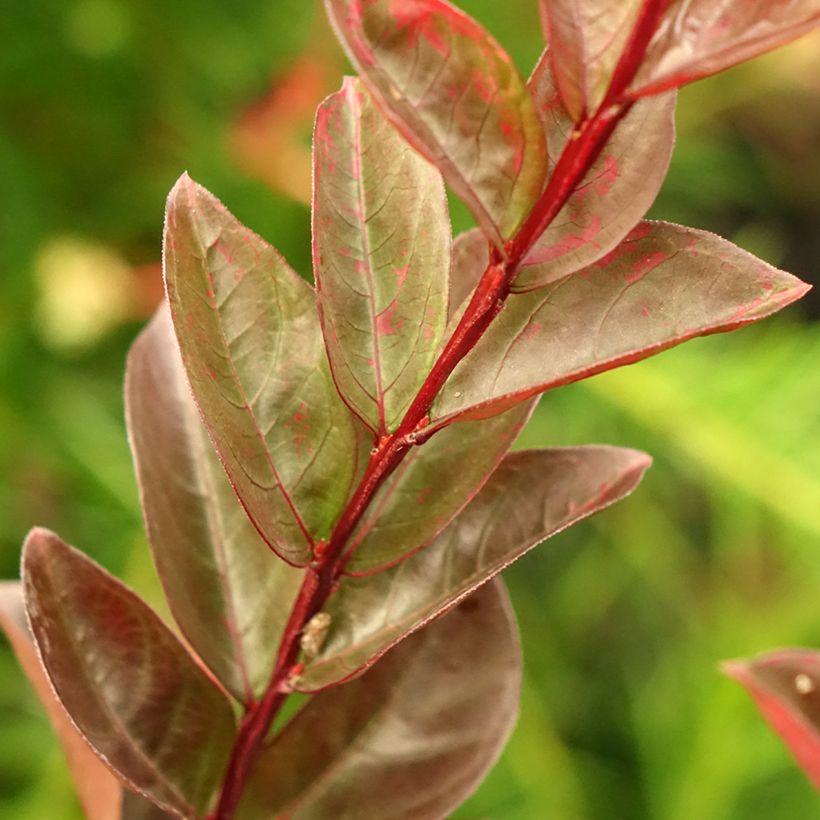 Chinesische Kräuselmyrte Black Solitaire Blush - Lagerstroemia (Foliage)