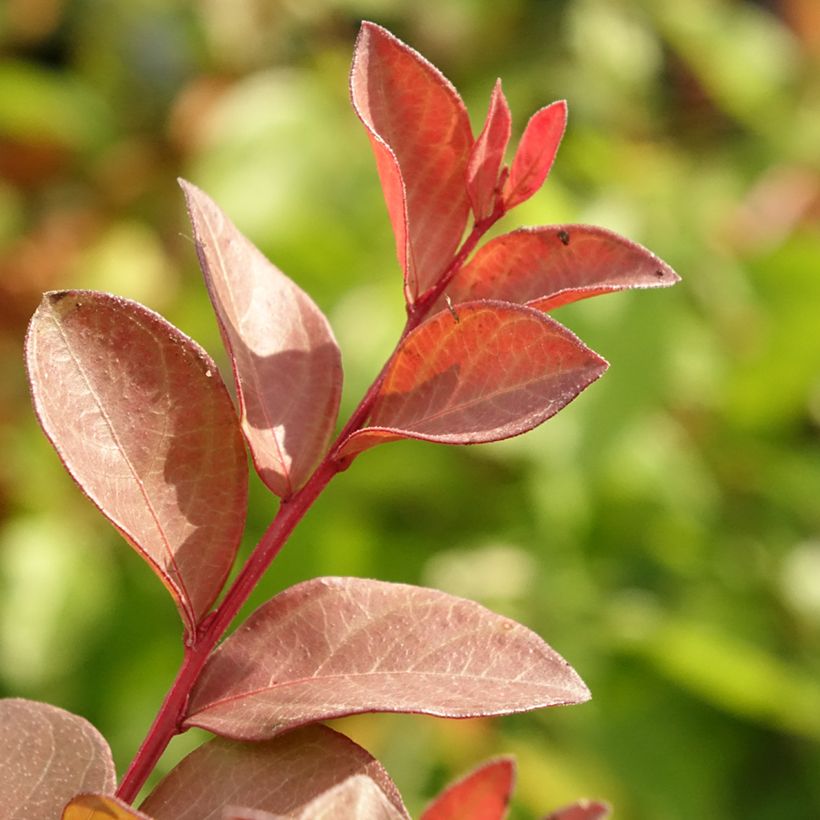 Chinesische Kräuselmyrte Cherry - Lagerstroemia (Foliage)