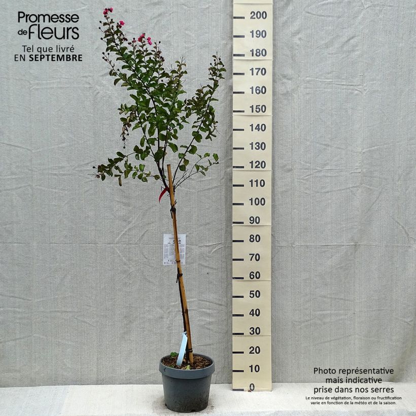 Exemplar von Chinesische Kräuselmyrte Dynamite - Lagerstroemia Topf mit 7,5L/10L, Stamm wie im Herbst geliefert