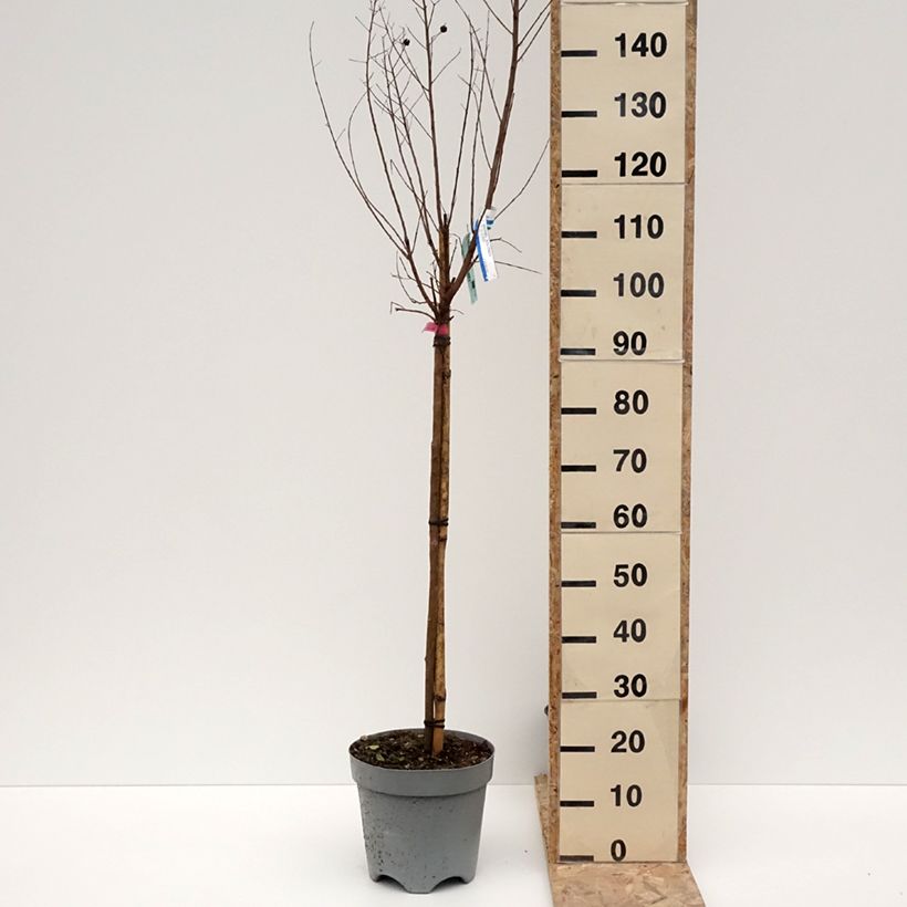 Exemplar von Lagerstroemia indica Dynamite  - Lilas des Indes Pot de 7,5L/10L, Tige wie im Winter geliefert