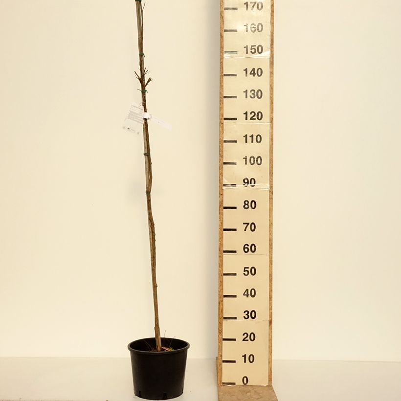 Example of Chinesische Kräuselmyrte Dynamite - Lagerstroemia Topf mit 7,5L/10L, Stamm as you get in printemps