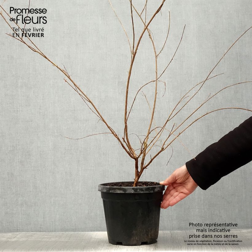 Exemplar von Chinesische Kräuselmyrte Nivea - Lagerstroemia Topf mit 6L/7L, Strauch wie im Winter geliefert