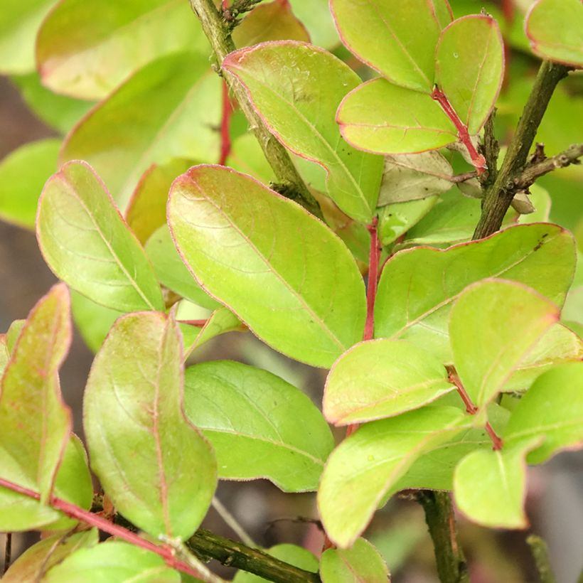 Chinesische Kräuselmyrte Pecharmant - Lagerstroemia (Foliage)