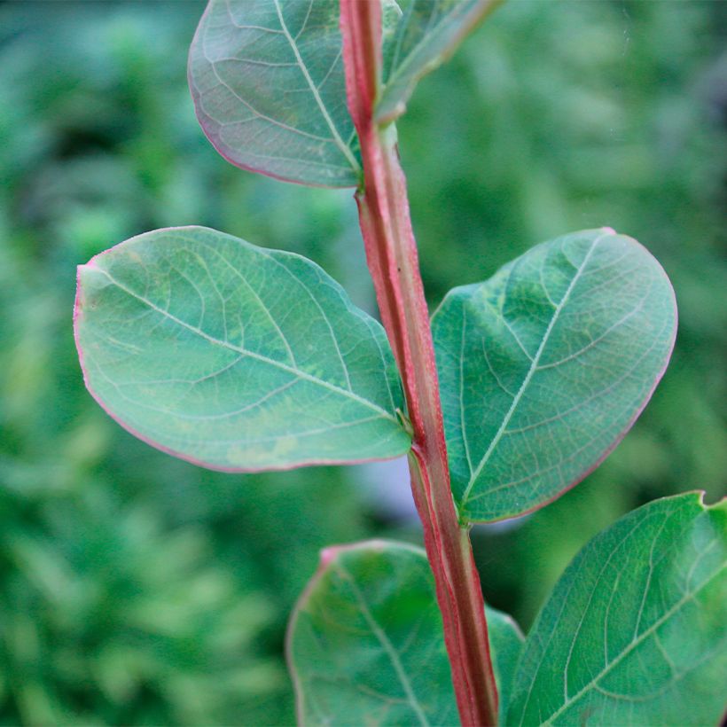 Chinesische Kräuselmyrte Petite Canaille mauve - Lagerstroemia (Foliage)