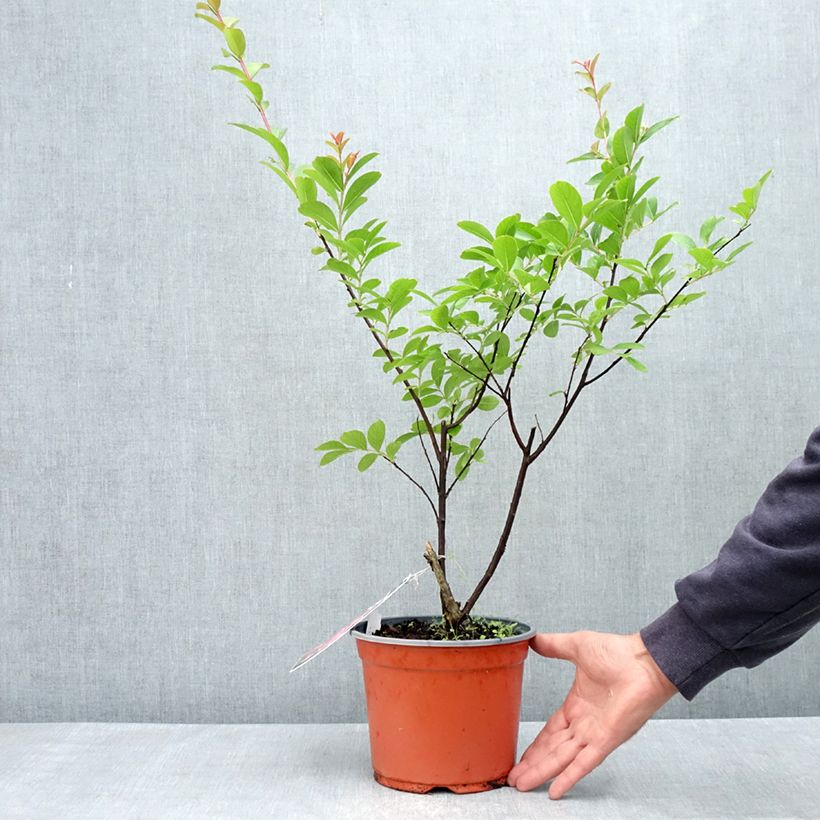 Example of Chinesische Kräuselmyrte Pink Grand Sud - Lagerstroemia Topf mit 3L/4L, Strauch as you get in printemps