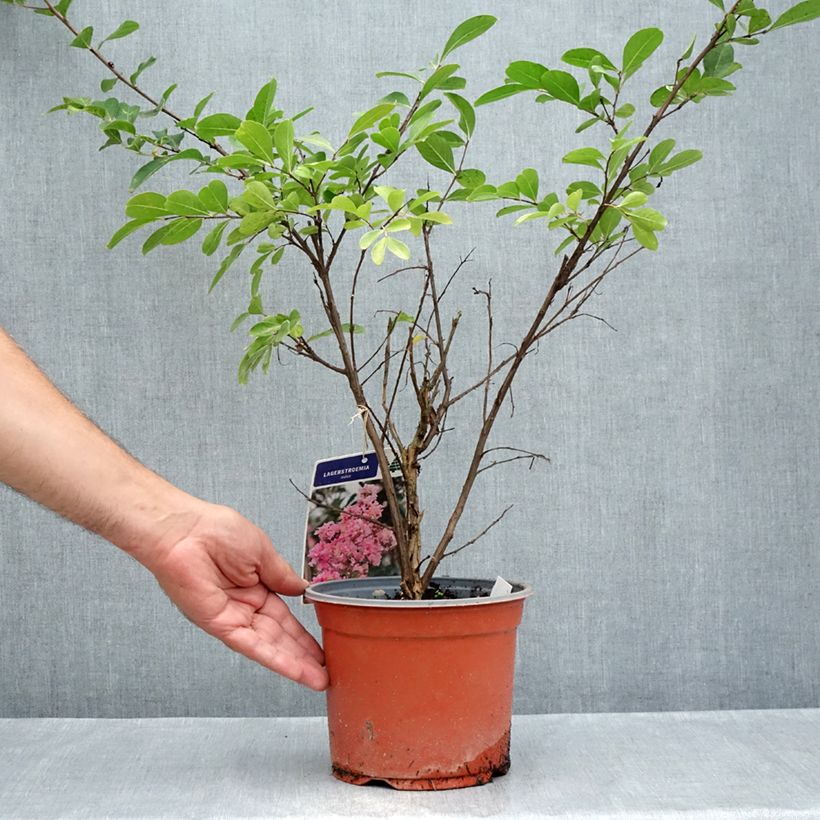 Exemplar von Chinesische Kräuselmyrte Pink Grand Sud - Lagerstroemia Topf mit 3L/4L, Strauch wie im Sommer geliefert