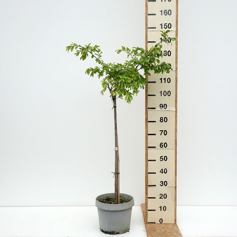 Exemplar von Chinesische Kräuselmyrte Pixie White - Lagerstroemia Topf mit 7,5L/10L, Halbstamm wie im Sommer geliefert