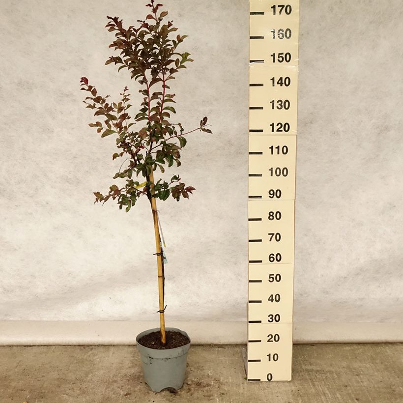 Exemplar von Chinesische Kräuselmyrte Rhapsody in PINK - Lagerstroemia Topf mit 7,5L/10L, Stamm wie im Sommer geliefert