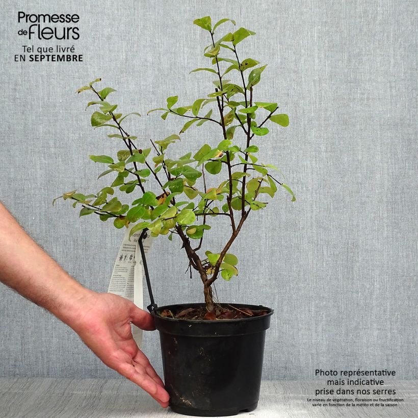 Exemplar von Chinesische Kräuselmyrte Rose Fuchsia - Lagerstroemia Topf mit 3L/4L, Strauch wie im Herbst geliefert