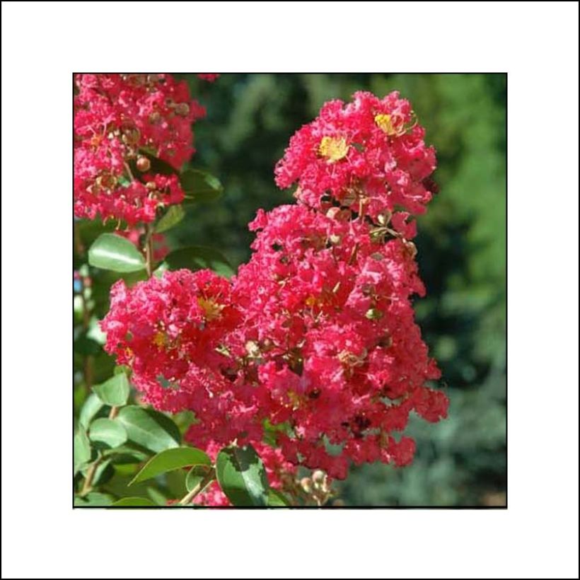 Chinesische Kräuselmyrte Rubra - Lagerstroemia (Flowering)