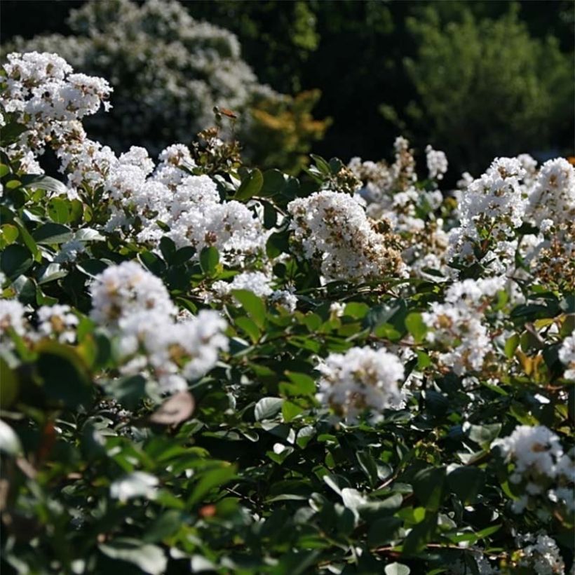 Chinesische Kräuselmyrte Summer Charm Acoma - Lagerstroemia (Flowering)