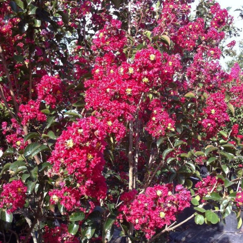 Chinesische Kräuselmyrte Summer Charm Arapaho - Lagerstroemia (Flowering)