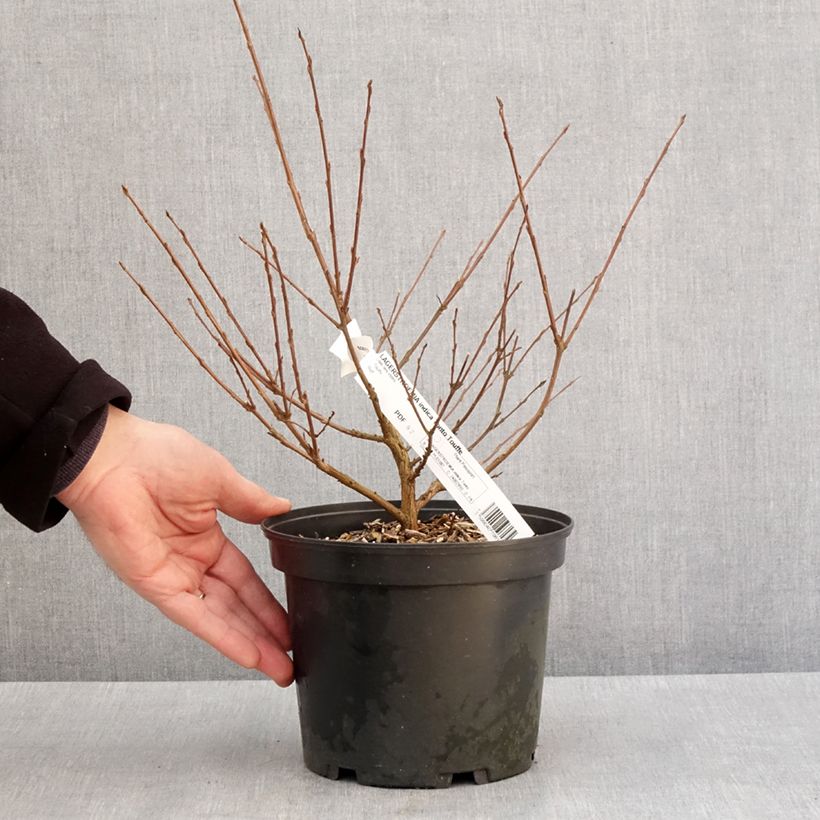 Exemplar von Lagerstroemia indica Summer Charm Tonto - Lilas des Indes  Pot de 3L/4L wie im Winter geliefert