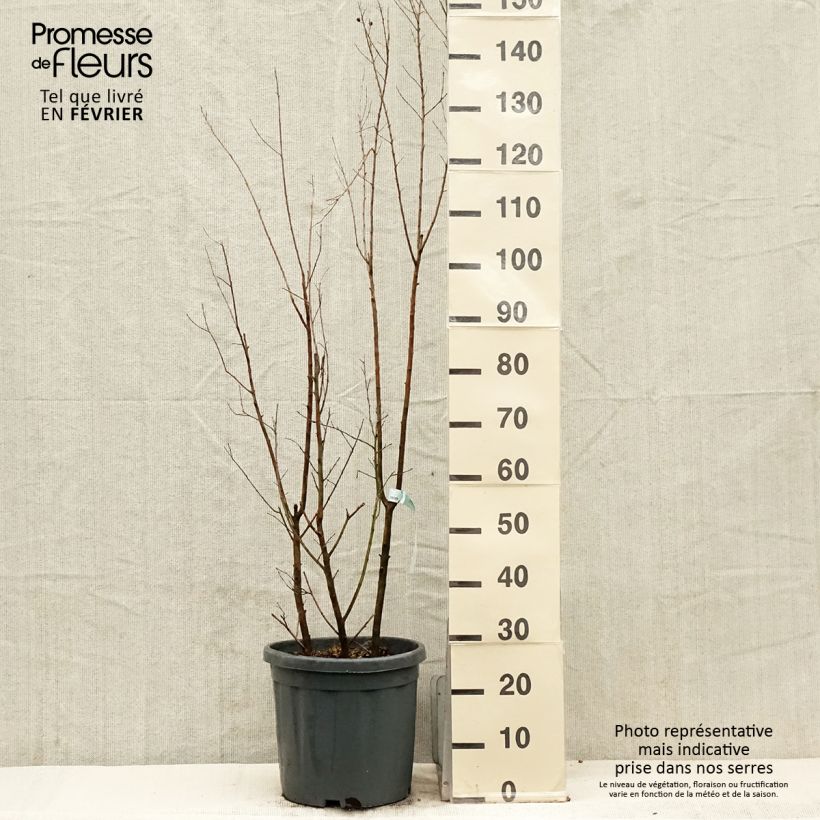 Example of Chinesische Kräuselmyrte Summer Charm Tonto - Lagerstroemia Topf mit 12L/15L, Strauch as you get in hiver