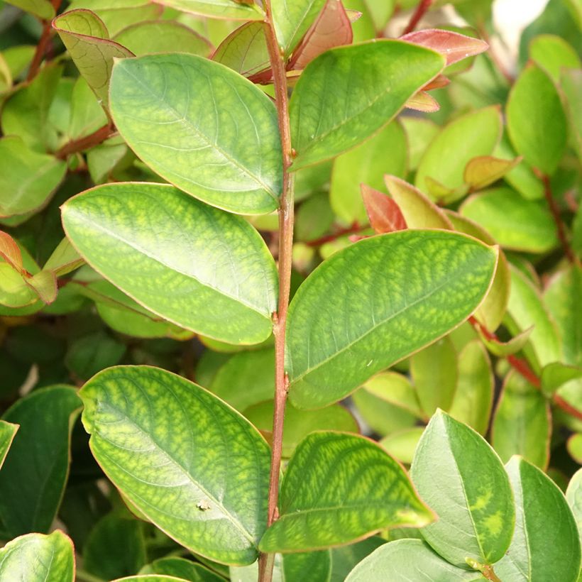 Chinesische Kräuselmyrte Terrasse Rose - Lagerstroemia (Foliage)