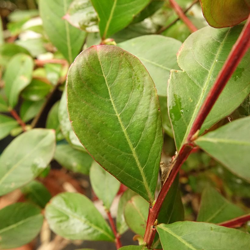 Chinesische Kräuselmyrte Terrasse Rouge - Lagerstroemia (Foliage)