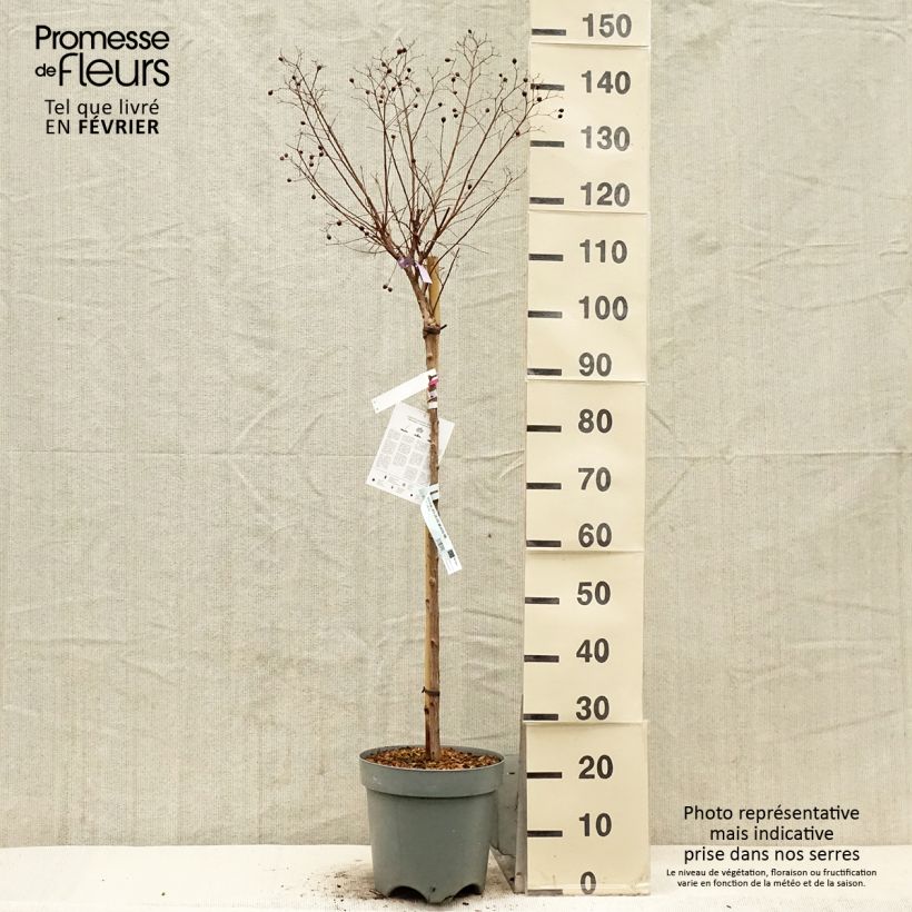 Exemplar von Lagerstroemia indica With Love Kiss Milarosso - Lilas des Indes Pot de 7,5L/10L, Tige de 60 cm wie im Winter geliefert