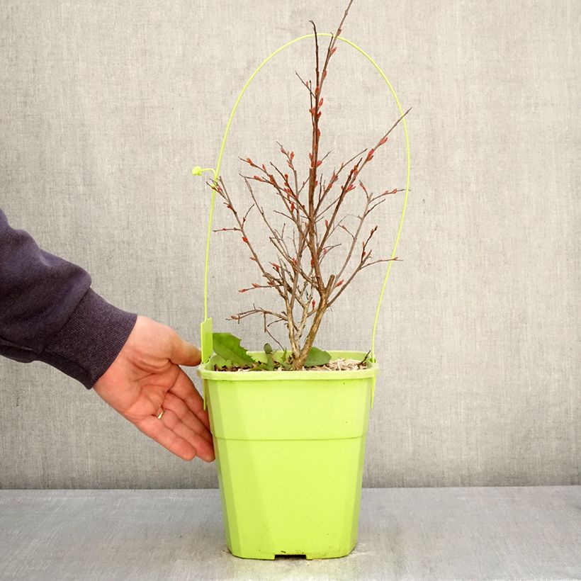 Exemplar von Chinesische Kräuselmyrte With Love Kiss - Lagerstroemia Topf mit 3L/4L wie im Frühjahr geliefert