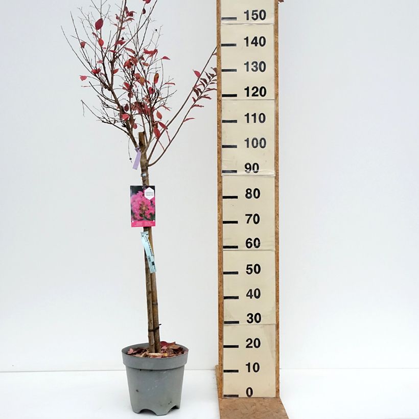 Exemplar von Chinesische Kräuselmyrte With Love Kiss - Lagerstroemia Topf mit 7,5L/10L wie im Herbst geliefert