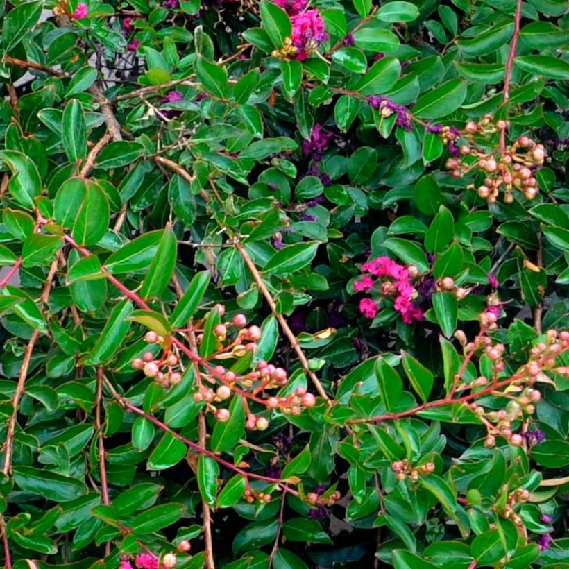 Chinesische Kräuselmyrte Mimie Fuchsia - Lagerstroemia (Foliage)