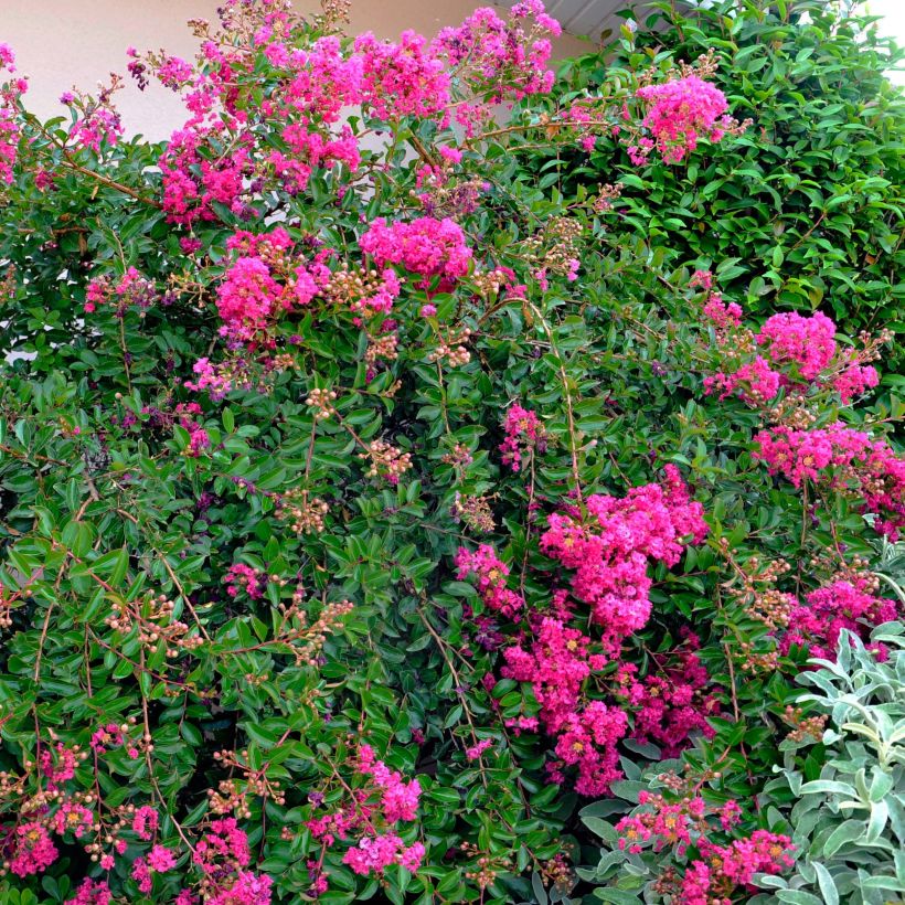 Chinesische Kräuselmyrte Mimie Fuchsia - Lagerstroemia (Plant habit)