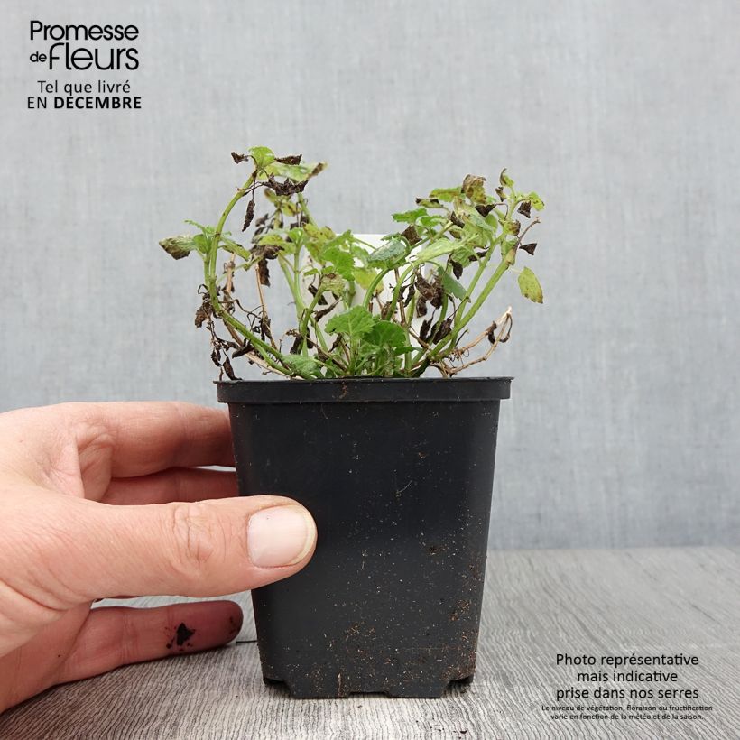 Exemplar von Lamium maculatum Album - Lamier maculé Godet de 8/9 cm wie im Herbst geliefert
