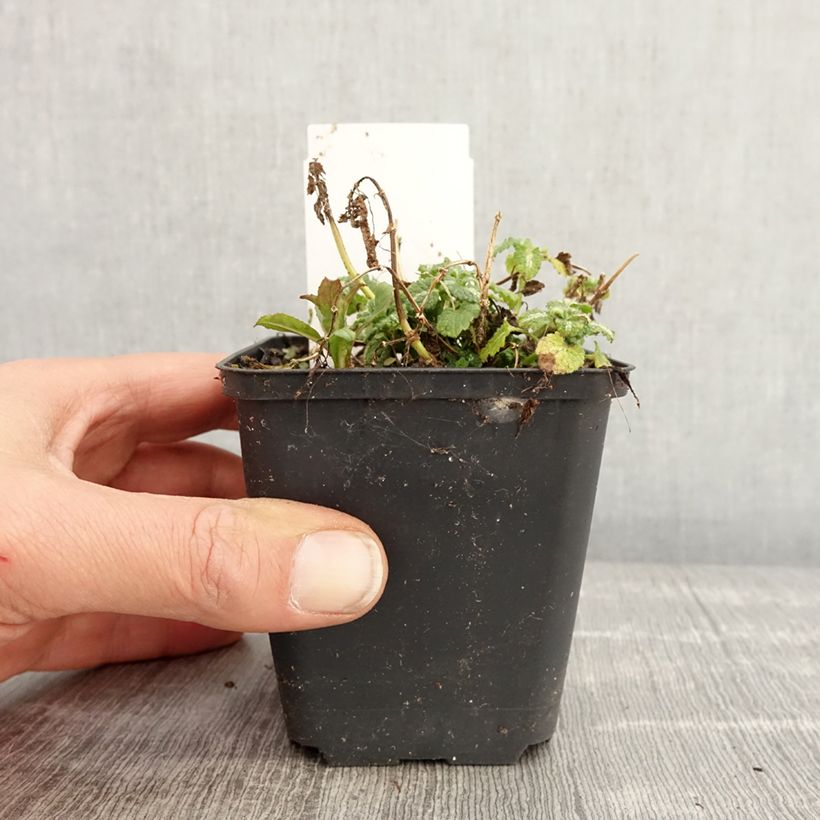 Exemplar von Lamium maculatum Album - Gefleckte Taubnessel Kleine Töpfe von 8/9 cm wie im Frühjahr geliefert