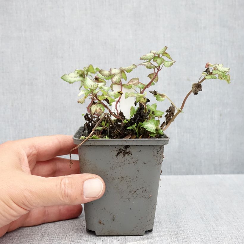 Exemplar von Lamium maculatum Silver Sterling - Gefleckte Taubnessel Kleine Töpfe von 8/9 cm wie im Herbst geliefert
