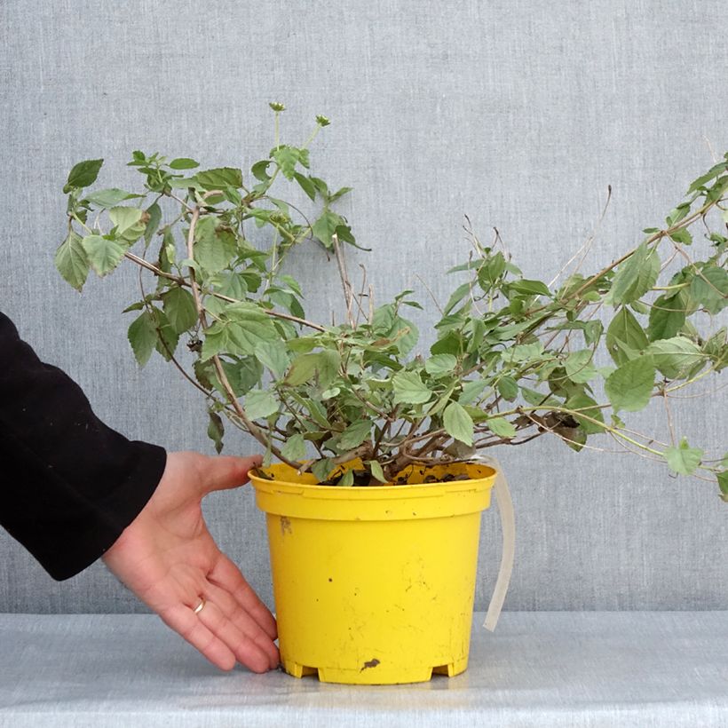 Example of Lantana camara Chapel Hill Yellow - Wandelröschen Topf mit 2L/3L as you get in hiver