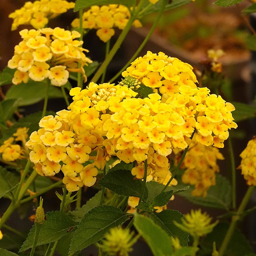 Lantana camara Chapel Hill Yellow - Wandelröschen (Blüte)