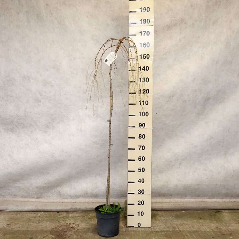 Exemplar von Larix decidua Pendula - Europäische Lärche Topf mit 7,5L/10L, Stamm wie im Herbst geliefert