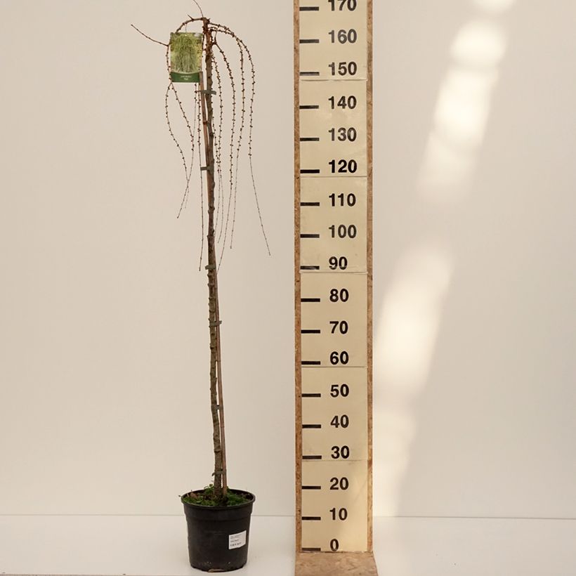 Exemplar von Larix decidua Puli - Europäische Lärche Topf mit 4L/5L, Stamm wie im Winter geliefert