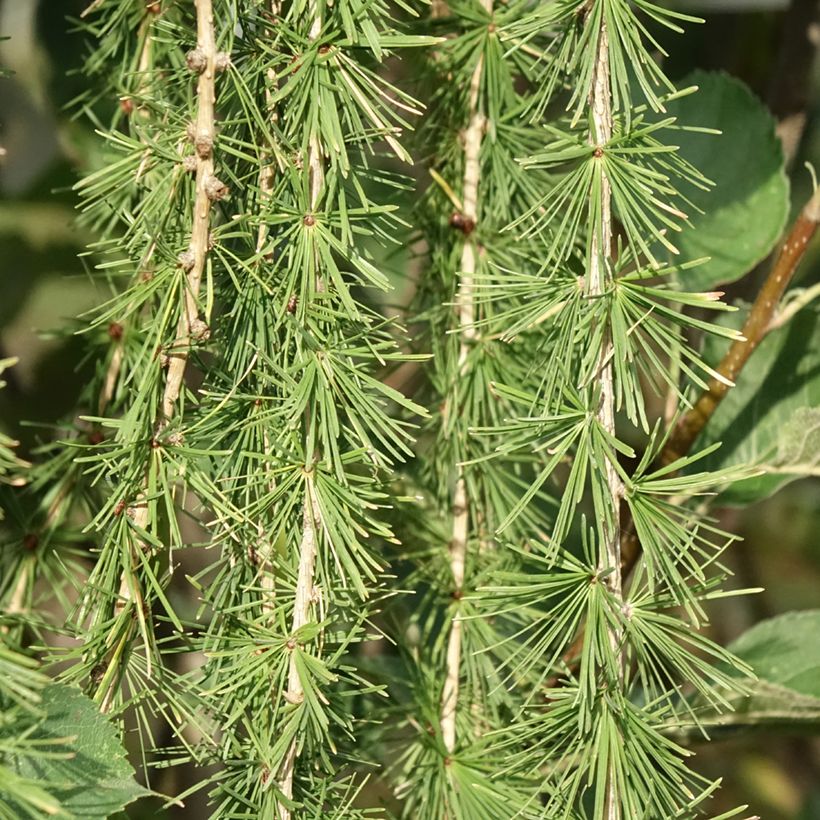 Larix decidua Puli - Europäische Lärche (Laub)