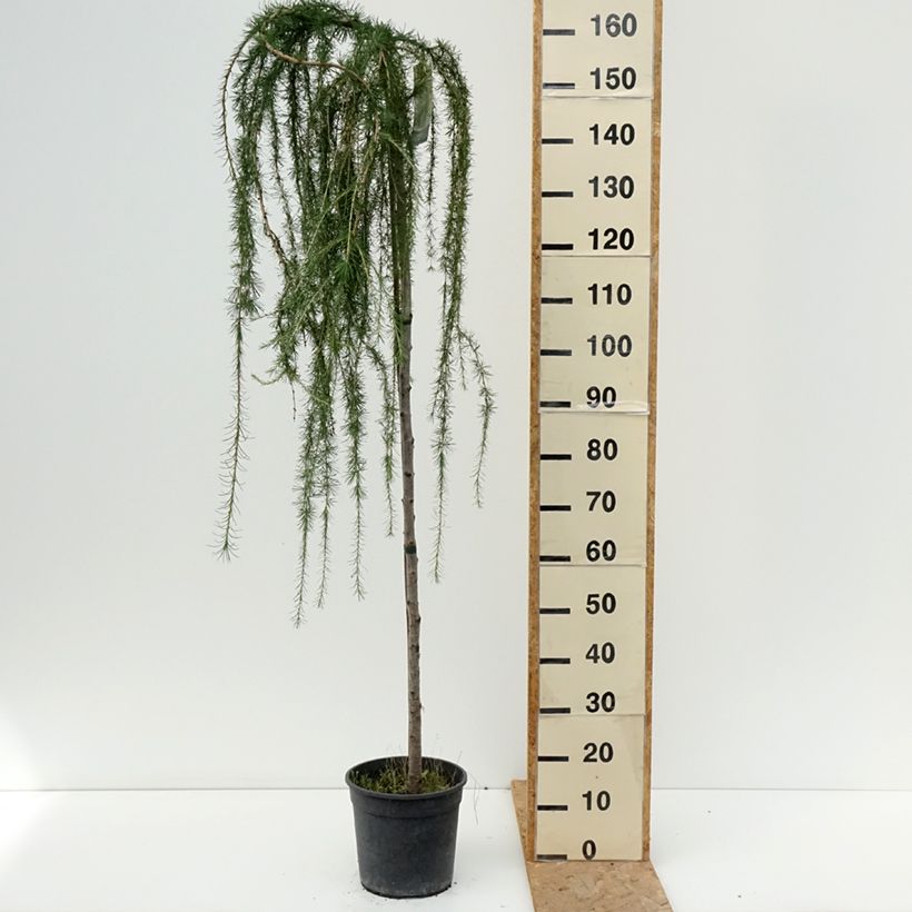 Exemplar von Larix decidua Puli - Europäische Lärche Topf mit 4L/5L, Stamm wie im Sommer geliefert