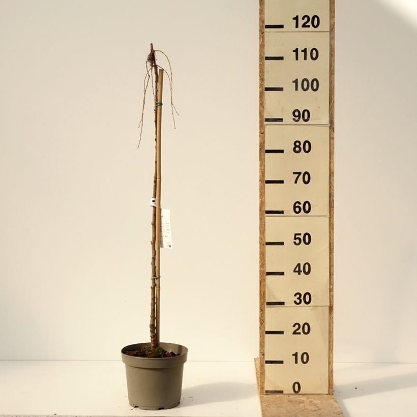 Exemplar von Larix kaempferi Boring Weeper - Mélèze du Japon pleureur  Pot de 4L/5L wie im Winter geliefert