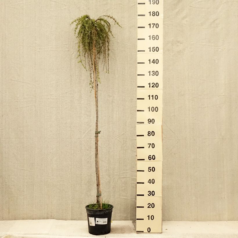 Exemplar von Larix kaempferi Stiff Weeping - Japanische Lärche Topf mit 4L/5L, Stamm wie im Sommer geliefert