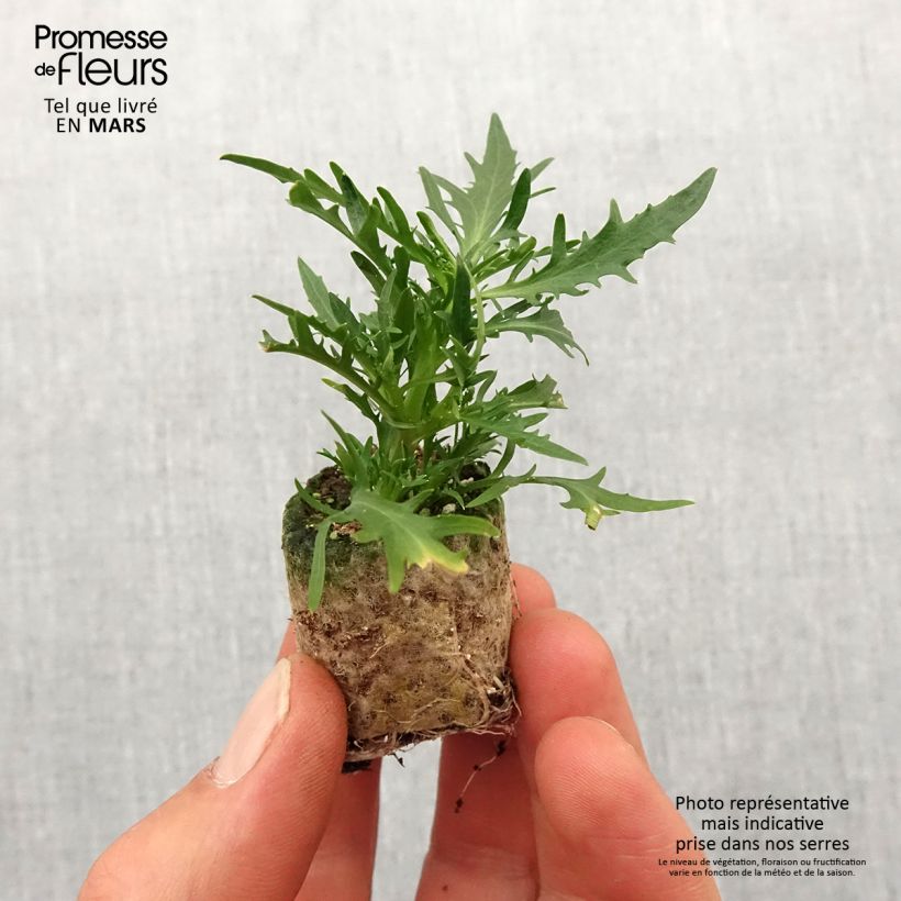 Exemplar von Isotoma Stella Blue - Schein-Lobelie Mini-Plug Ø 3/4 cm wie im Frühjahr geliefert