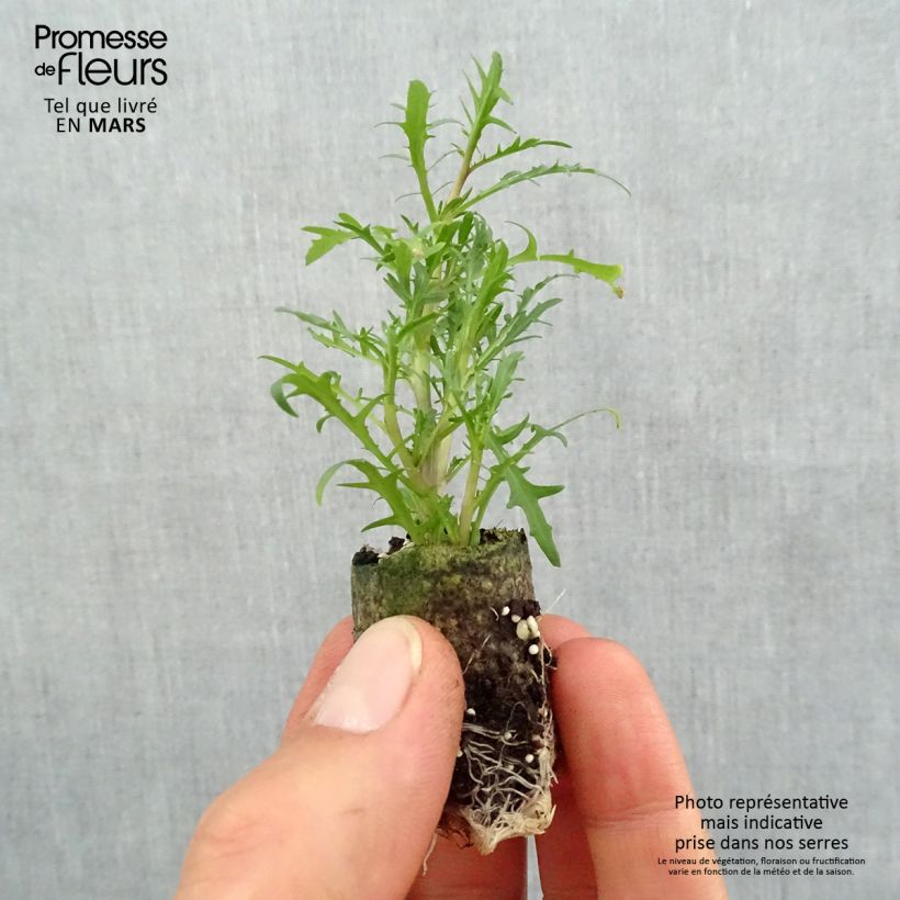 Example of Isotoma Stella Pink - Schein-Lobelie Mini-Plug Ø 3/4 cm as you get in printemps