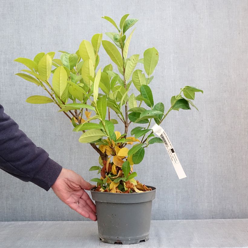 Exemplar von Kirschlorbeer Ani - Prunus laurocerasus Topf mit 3L/4L wie im Herbst geliefert