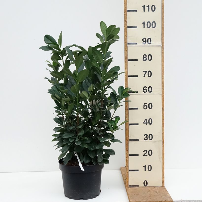 Exemplar von Kirschlorbeer Bonaparte - Prunus laurocerasus Topf mit 7,5L/10L wie im Herbst geliefert