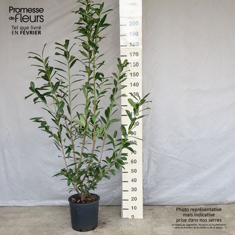 Exemplar von Kirschlorbeer Caucasica - Prunus laurocerasus Topf mit 12L/15L wie im Frühjahr geliefert