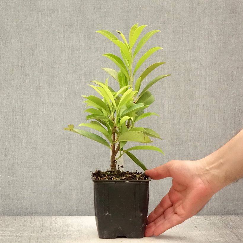 Exemplar von Kirschlorbeer Caucasica - Prunus laurocerasus Kleine Töpfe von 8/9 cm wie im Sommer geliefert