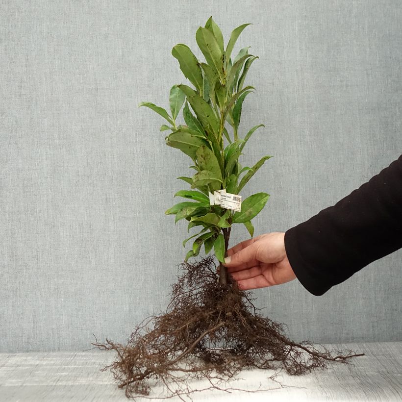 Exemplar von Kirschlorbeer Caucasica - Prunus laurocerasus Wurzelnackt wie im Winter geliefert