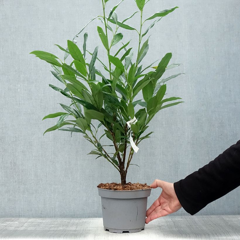 Exemplar von Laurier cerise - Prunus laurocerasus Elly Pot de 3L/4L wie im Herbst geliefert