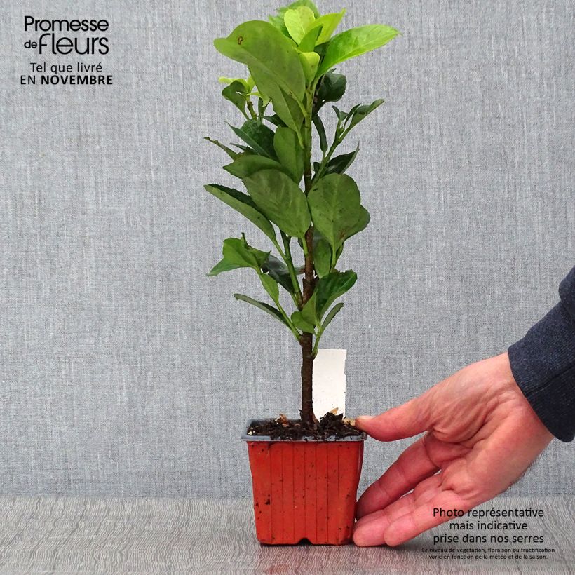 Exemplar von Kirschlorbeer Etna - Prunus laurocerasus Kleine Töpfe von 8/9 cm wie im Herbst geliefert