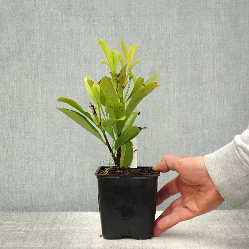 Exemplar von Kirschlorbeer Fontanettes - Prunus laurocerasus Kleine Töpfe von 8/9 cm wie im Frühjahr geliefert
