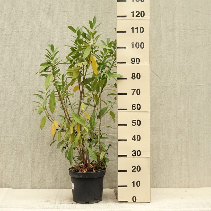 Exemplar von Kirschlorbeer Herbergii - Prunus laurocerasus Topf mit 7,5L/10L wie im Sommer geliefert